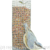 15. Nuthatch - ready for take off