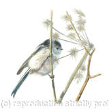 21. Long tailed Tit - enjoying the summer.