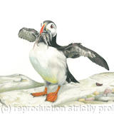 26. Puffin - good catch
