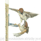 46. Tree Sparrows - Competition is High 