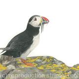 62. Puffin – good catch