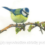 52. Blue Tit – feeling good and looking smart