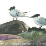 68. Sandwich Terns – Taking a breather