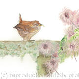 69. Wren – Guarding territory