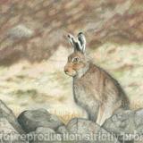71. Mountain Hare - Fully alert