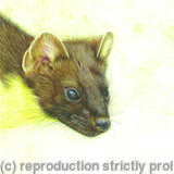 72. Pine Marten – An able hunter 