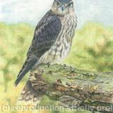 74. Merlin – Only a pause