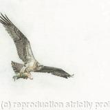 81. Osprey – Feeding Young