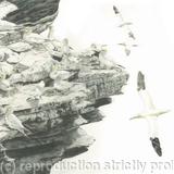 83. Gannets – High Rise