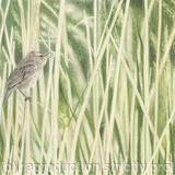 84. Sedge Warbler – A gentle breeze