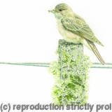 85. Spotted Fly-catcher – Small Pickings