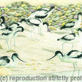 87. Avocet - Enjoying the beach 