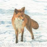 88. Fox - Foraging in the snow