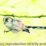 89. Long-tailed Tit - I’d do anything for a nut