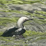 90. Black-throated Diver - Solitude