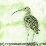 91. Curlew - Sentinel