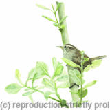 93. Wren - Territorial 