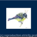 3. Blue tit - Just out of the bath