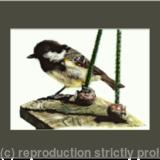 5. Coal tit - waiting its chance