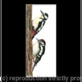 6. Great Spotted Woodpecker - learning the ropes