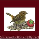 11. Robin - A prized possession