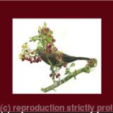 12. Blackbird - berry anyone?