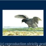 13. Coot - In the Shallows