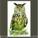 14. Eagle Owl - working up an appetite