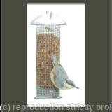 15. Nuthatch - ready for take off