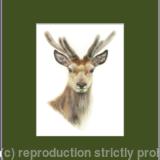 17. Red Deer - Always alert