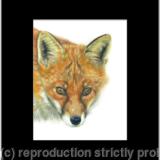 19. Fox - you've been spotted.