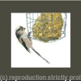 20. Long tailed Tit - breaking in!