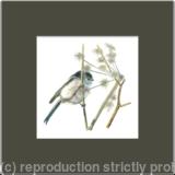 21. Long tailed Tit - enjoying the summer