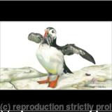 26. Puffin - good catch