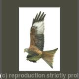 27. Red Kite - Enjoying the updraft