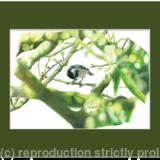 30. Coal Tit - a prized nut