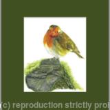 31. Robin - A quiet spot.