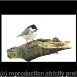 36. Coal Tit – A prime location