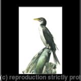 37. Cormorant - Waiting for the tide