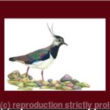 39. Lapwing - Foraging
