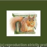 45. Red Squirrel - Straight at the camer