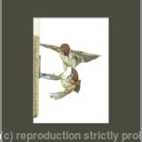 46. Tree Sparrows - Competition is High