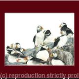 47. Puffins - A safe place