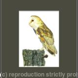 48. Barn Owl - An old rotting post