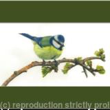 52. Blue Tit – feeling good and looking smart 