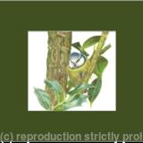 53. Blue Tit – Hiding in the shadows