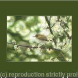 55. Chiffchaff – An unmistakable song