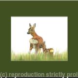 56. Roe Deer – Mother and child
