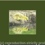 57. Canada Goose Chick - a beautiful gosling