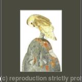 60. Barn Owl – Guarding the graveyard